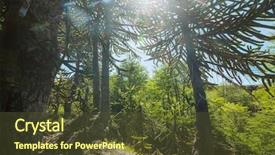  Presentation with chile - Amazing theme having unusual araucaria araucaria araucana trees backdrop and a tawny brown colored foreground