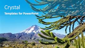  Presentation with chile - PPT theme featuring unusual-araucaria-araucaria-araucana-trees background and a teal colored foreground