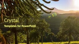  Presentation with chile - PPT theme featuring unusual-araucaria-araucaria-araucana-trees background and a tawny brown colored foreground