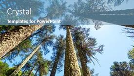  Presentation with trees - Colorful slide deck enhanced with unusual-araucaria-araucaria-araucana-trees backdrop and a teal colored foreground