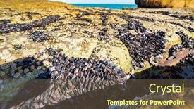  Presentation with algae - Slide set having unusual background of mussels stones algae and water made by nature on the ocean background and a tawny brown colored foreground