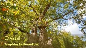  Presentation with green tree - Amazing PPT layouts having unusual-big-platanus-tree backdrop and a tawny brown colored foreground