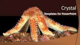  Presentation with starfish - PPT layouts with unusual-image-of-a-feeding background and a wine colored foreground