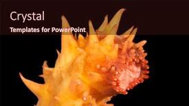  Presentation with sea cucumber - Cool new PPT layouts with unusual-image-of-a-feeding backdrop and a wine colored foreground
