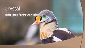  Presentation with king - Cool new presentation theme with unusual-king-eider-bird backdrop and a gray colored foreground