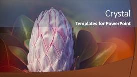  Presentation with protea flower - PPT theme having unusual-protea-flower-close-up background and a ocean colored foreground