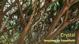  Presentation with tree - Theme featuring unusual-shaped-tree-branches background and a tawny brown colored foreground