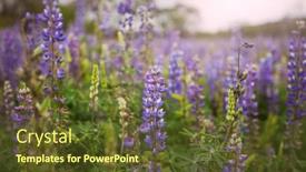  Presentation with mexico - 