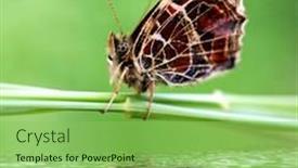  Presentation with tribe - Slides consisting of unwonted-butterfly-tribe-araschnia-levana background and a seafoam green colored foreground