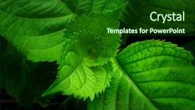  Presentation with green life - Presentation theme having up - spiral of life genesis background and a forest green colored foreground