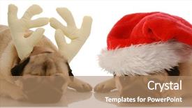  Presentation with dogs - Colorful theme enhanced with up as santa and rudolph backdrop and a coral colored foreground