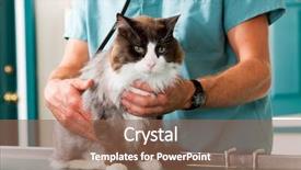  Presentation with vet - Theme consisting of up at a small animal background and a violet colored foreground