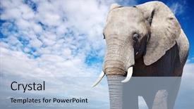  Presentation with blue sky - Amazing slides having up cloud - african elephant against blue sky backdrop and a light blue colored foreground