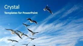  Presentation with sunny sky - Slide set featuring up flock of seagulls flying background and a ocean colored foreground