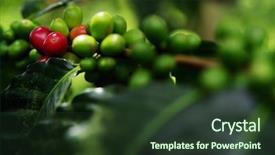  Presentation with coffee beans - Slides enhanced with living organism - close up fresh organic red background and a tawny brown colored foreground