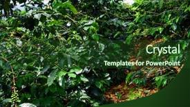  Presentation with plantation - Cool new presentation with living organism - close up fresh organic red backdrop and a tawny brown colored foreground