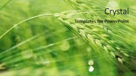  Presentation with green morning - Presentation design consisting of up growth - close up of fresh morning background and a yellow colored foreground