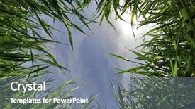  Presentation with ant - Presentation enhanced with up growth - vision of an ant background and a gray colored foreground