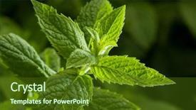  Presentation with mint - Colorful slide set enhanced with up image of fresh mint backdrop and a tawny brown colored foreground