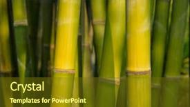  Presentation with bamboo - Theme with up in bamboo grove chengdu background and a  colored foreground