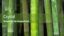  Presentation with bamboo - Audience pleasing theme consisting of up in bamboo grove chengdu backdrop and a tawny brown colored foreground