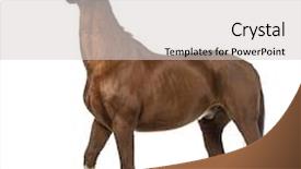  Presentation with white horse - Amazing slide deck having up in front of white backdrop and a light gray colored foreground