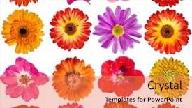  Presentation with rose flower - Theme with up isolated on white background background and a coral colored foreground