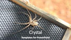  Presentation with hairy body - Beautiful slides featuring up of a 6 eye backdrop and a dark gray colored foreground