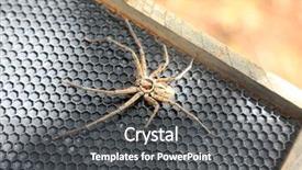  Presentation with hairy body - Slide deck featuring up of a 6 eye background and a dark gray colored foreground