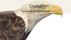  Presentation with bald - Slide set enhanced with up of a bald eagle background and a lemonade colored foreground