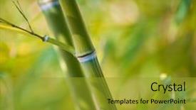  Presentation with plant pathology - Slides having up of a bamboo plant background and a gold colored foreground