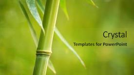  Presentation with bamboo - Amazing presentation design having marine life free - jelly fish in the deep backdrop and a cobalt blue colored foreground