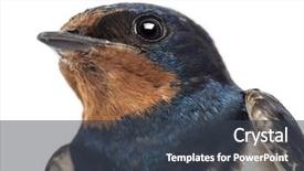 Presentation with swallow - PPT theme enhanced with up of a barn swallow background and a tawny brown colored foreground