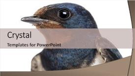  Presentation with swallow - Colorful slide set enhanced with up of a barn swallow backdrop and a light gray colored foreground