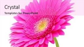  Presentation with flower - Colorful theme enhanced with up of a beautiful gerber backdrop and a lilac colored foreground