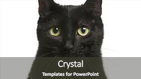  Presentation with black cat in front - Audience pleasing theme consisting of up of a black cat backdrop and a dark gray colored foreground