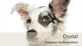  Presentation with eyes - PPT theme with up of a border collie background and a soft green colored foreground