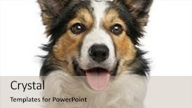  Presentation with border collie 4 years - Theme having up of a border collie background and a  colored foreground