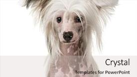  Presentation with chinese chinese - Audience pleasing PPT theme consisting of up of a chinese crest backdrop and a light gray colored foreground