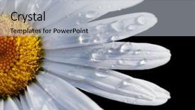  Presentation with water flow in pipe - Presentation design enhanced with up of a daisy flower background and a light gray colored foreground