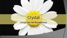  Presentation with daisy - Slides consisting of up of a daisy flower background and a yellow colored foreground