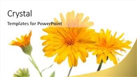  Presentation with white and yellow - Theme featuring dental hygiene beautiful baby with toothpaste in bathroom background and a lemonade colored foreground