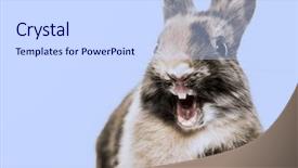  Presentation with rabbit - Presentation theme with up of a funny rabbit background and a sky blue colored foreground