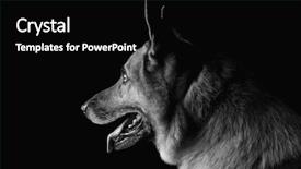 Presentation with german shepherd two young puppys - PPT theme with up of a german shepherd background and a black colored foreground
