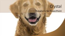  Presentation with qoute for a golden year - Cool new presentation with up of a golden retriever backdrop and a coral colored foreground