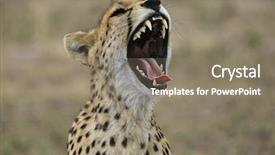  Presentation with cheetah - Presentation theme having up of a growling cheetah background and a gray colored foreground