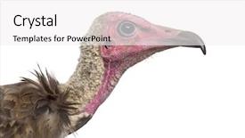  Presentation with 4 years old children and doctor - Presentation design featuring up of a hooded vulture background and a white colored foreground