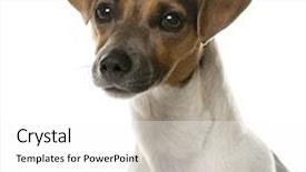  Presentation with russell - Presentation design having up of a jack russell background and a  colored foreground