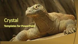  Presentation with dragon - Presentation enhanced with up of a komodo dragon background and a tawny brown colored foreground