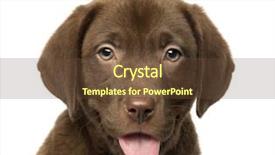  Presentation with old big bike on white - Cool new slide set with up of a labrador retriever backdrop and a tawny brown colored foreground